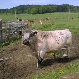 farma_2_20190425_1090919330
